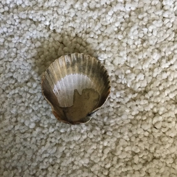 Dark Shell Decor - Picture 4 of 4